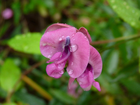 {Strophostyles umbellata}